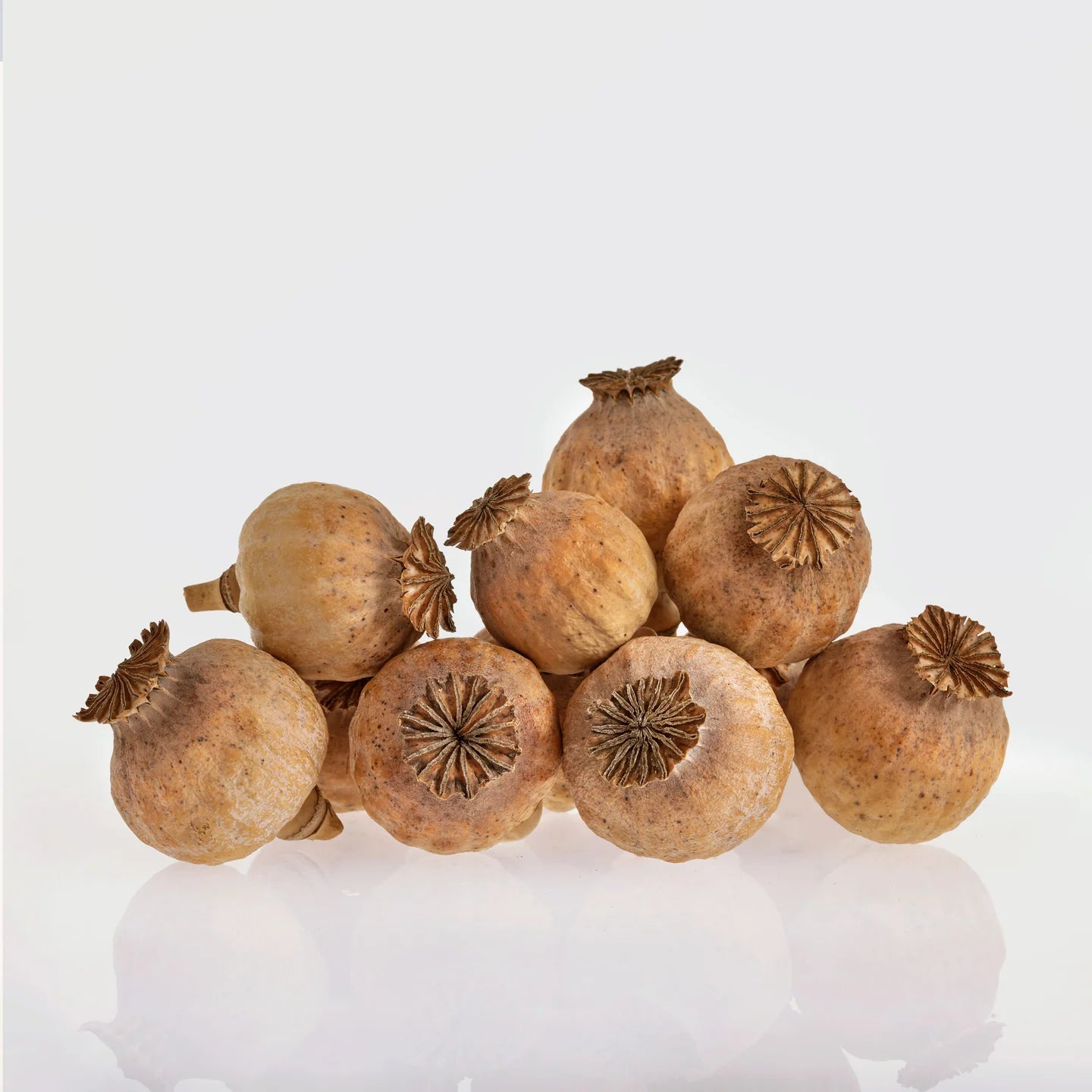 Small poppy capsules without stems