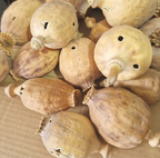 Premium Seedless White Poppy Pods – 800gm | Fresh, Clean & Ready to Use