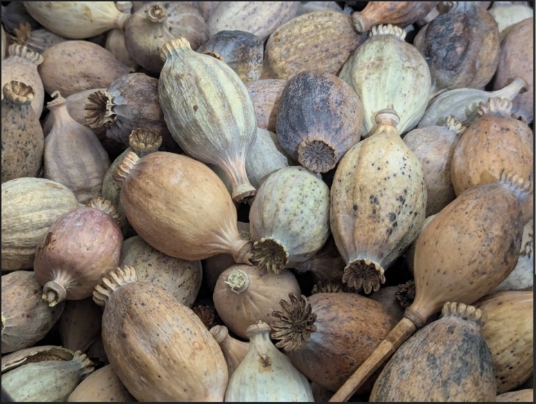 Premium Dried Brown Poppy Pods (1.5 KG) – Natural Poppy Heads for Craft, Wreaths & Floral Home Decor